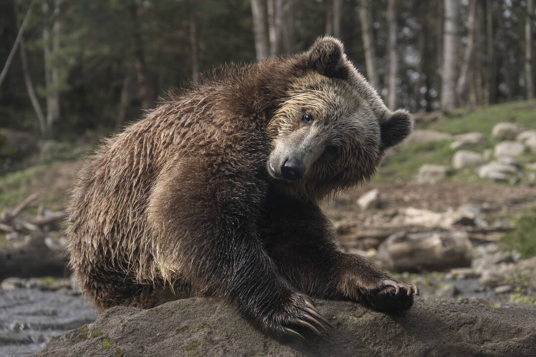 Meška
