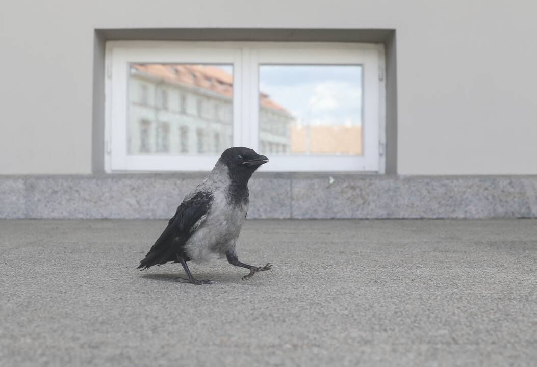 Ugniagesiai gelbėjo medyje įstrigusį varniuką