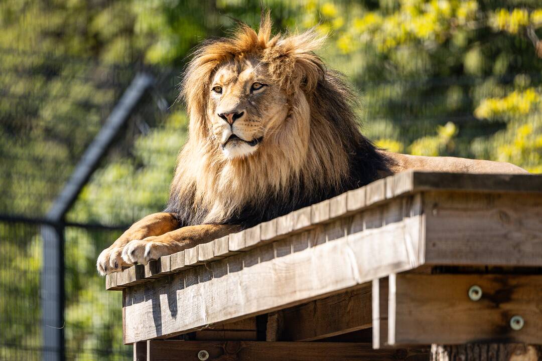 Lietuvos zoologijos sodo 87-asis gimtadienis