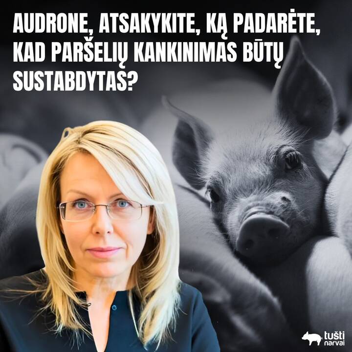 „Tušti narvai“: kalbama kiaulininkų lobistų žodžiais