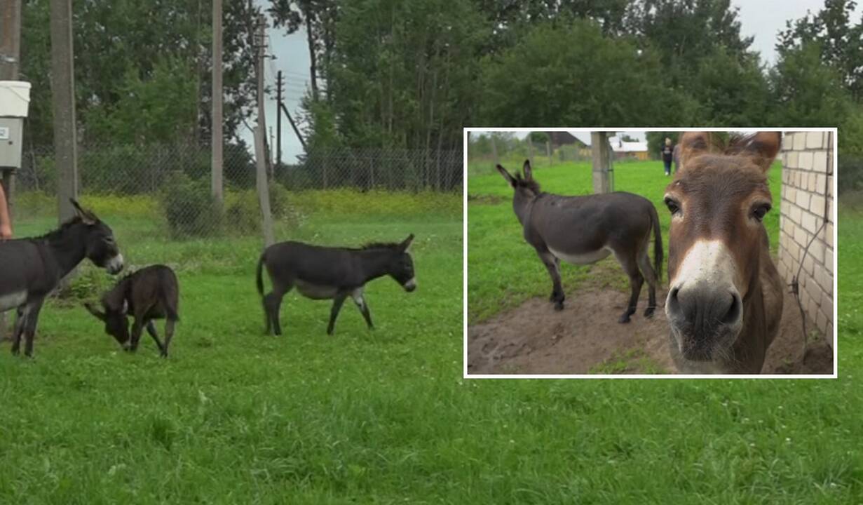 Išskirtinius asilus auginantys ūkininkai: jie mums kaip šuo, kaip katinas
