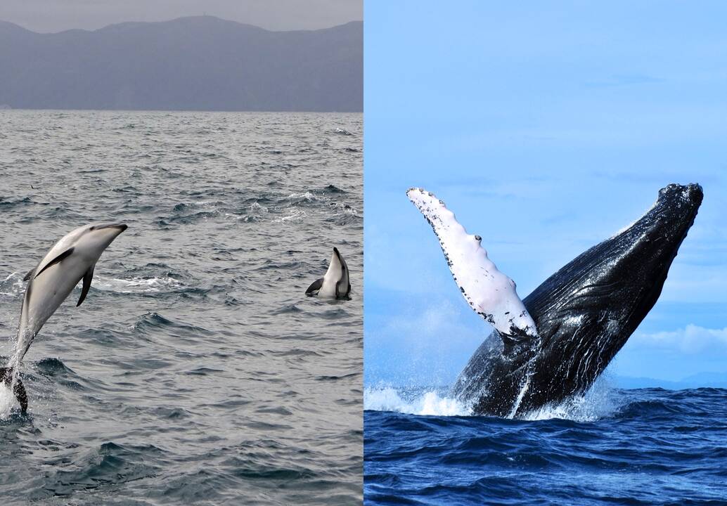 Naujausias tyrimas nustebino: banginiai ir delfinai mėgsta žaismingai bendrauti vieni su kitais