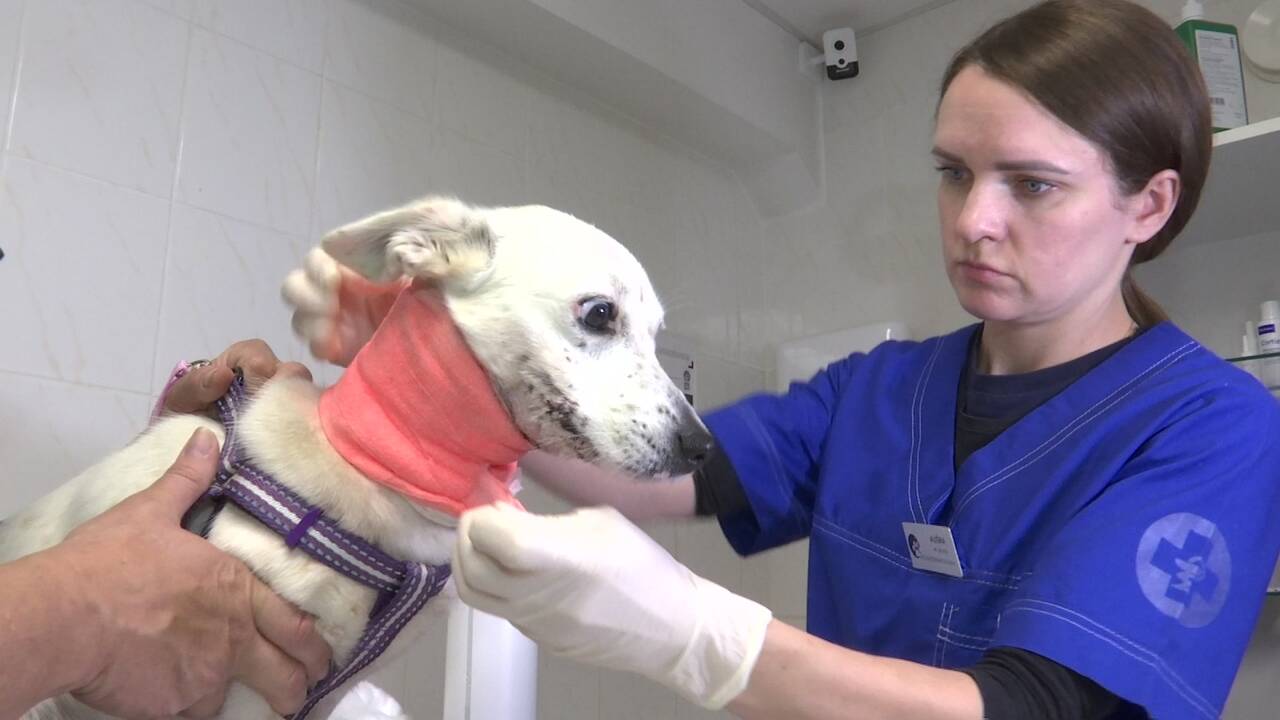 Kraupiai sužalotos kalytės Sniegės gyvenime – naujas posūkis 