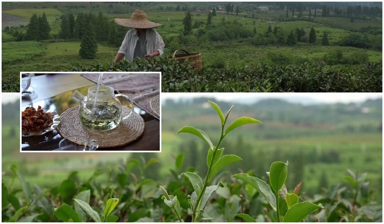 Arbatos tradicijų atgimimas: apleistos plantacijos grįžta į gyvenimą