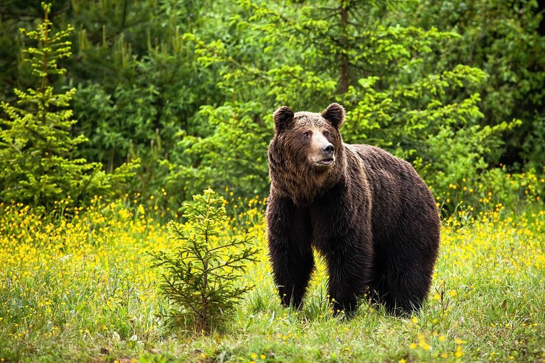 Užfiksuoti kruvini susidūrimai su meškomis