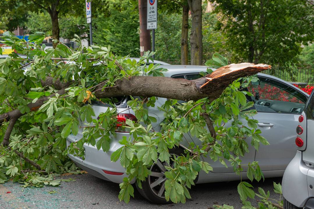 Klaipėdoje ant namų ir automobilių virto medžiai