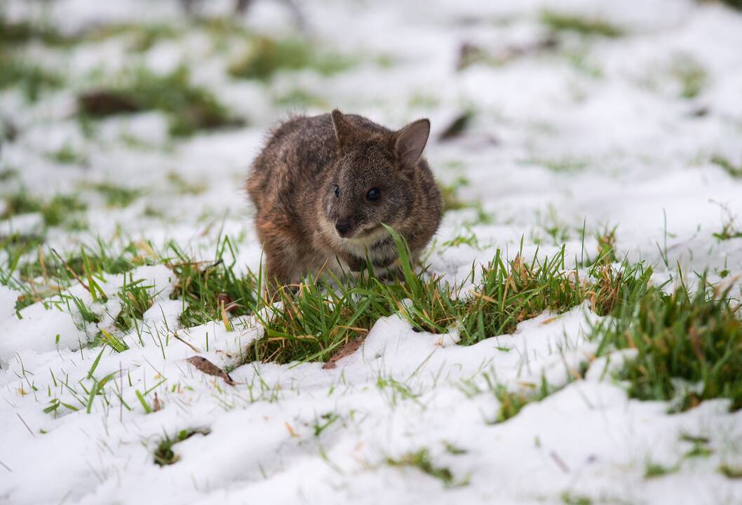 Kelis miestus Australijoje užklojo rekordinis sniego sluoksnis
