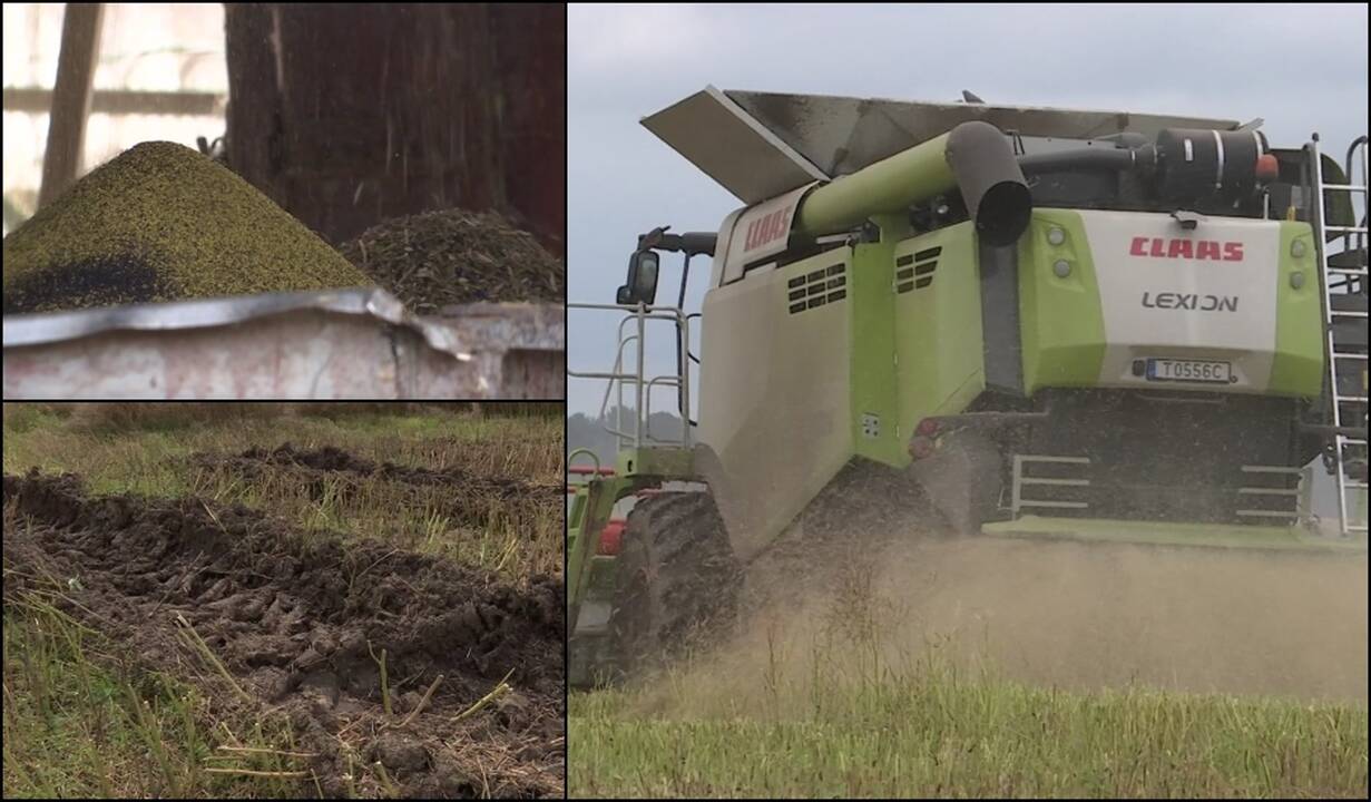 Įvertino rapsų derlių: vilties yra, bet problemų netrūksta