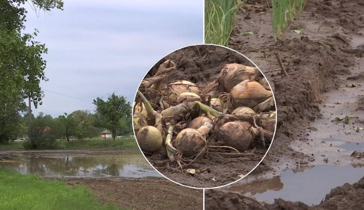 Prognozuoja: dėl lietingų orų brangs daržovės  