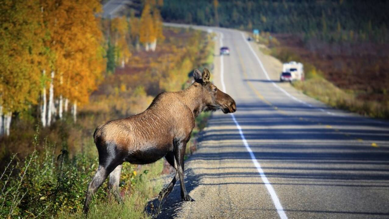 Tragiška naktis pagriniame šalies kelyje: per porą valandų – du pavojingi susidūrimai su gyvūnais