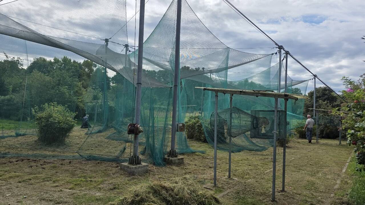 Ruošiasi: Ventės ornitologinėje stotyje keliamos paukščių gaudyklės, kurios skirtos jau rudeninei paukščių migracijai.