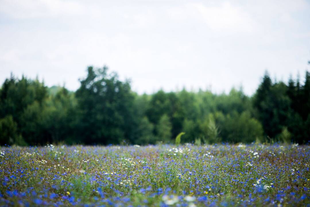 Planuojama steigti Rietavo miškų biosferos saugomą teritoriją