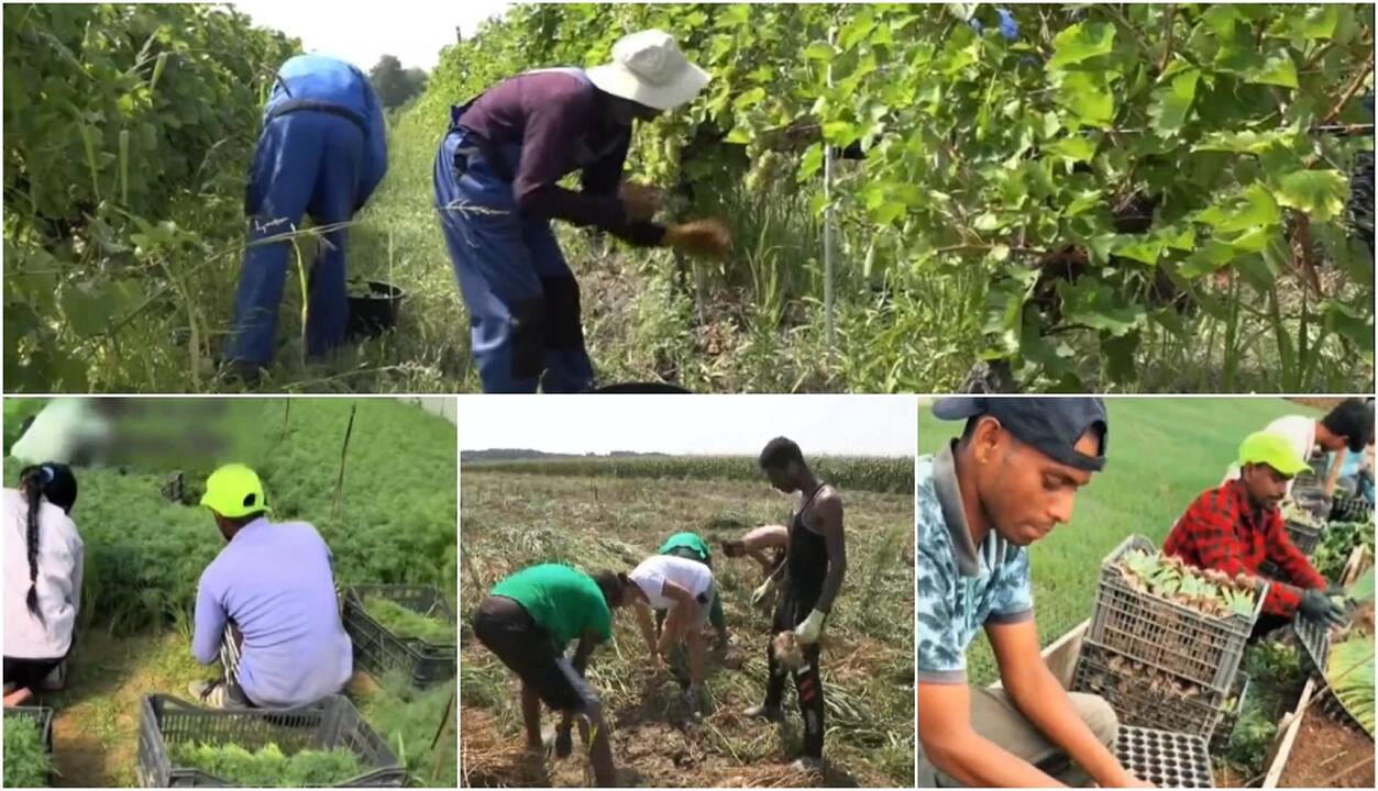 Neįprasta padėtis: pritrūko darbininkų – vežasi iš Azijos ir Afrikos