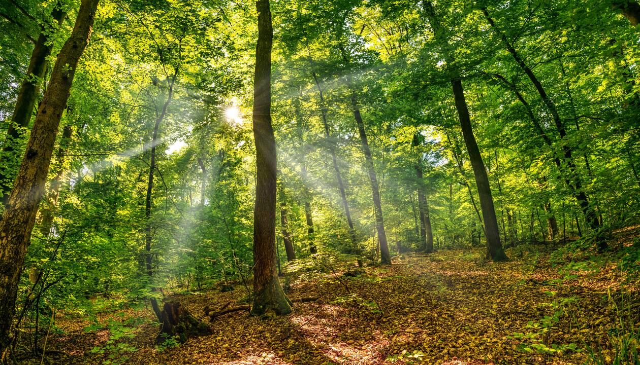 Valstybinių miškų urėdija kviečia į miško terapiją