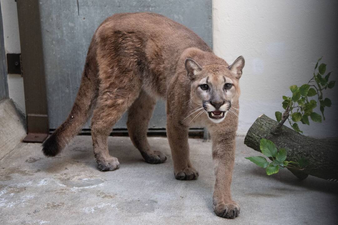 Puma