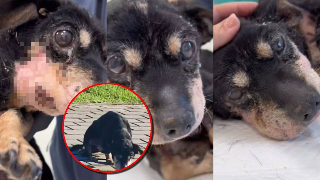 Veria širdį: rastas gatvėmis šliaužiantis sunkios būklės šuo
