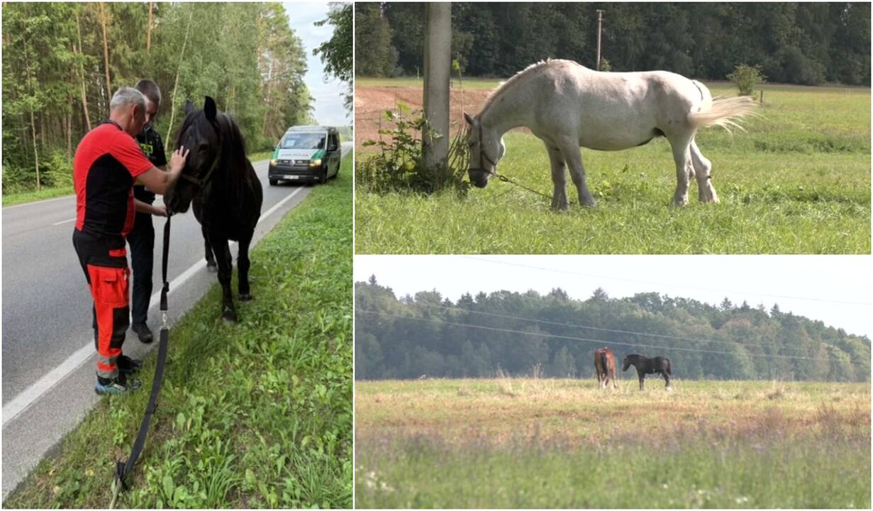 Po neįprastos gelbėjimo operacijos – žmonių nerimas: nuolat bėdų turime su jais
