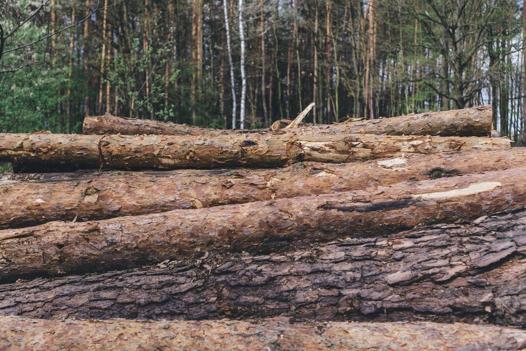Šakių rajone be leidimo iškirsti medžiai