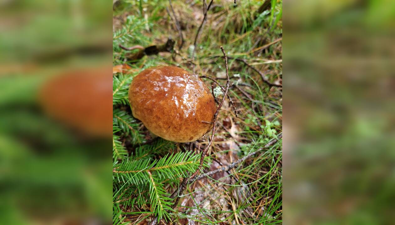 Vilionės: šiltą rugsėjį miškuose turėtų pagaliau pasirodyti grybai.