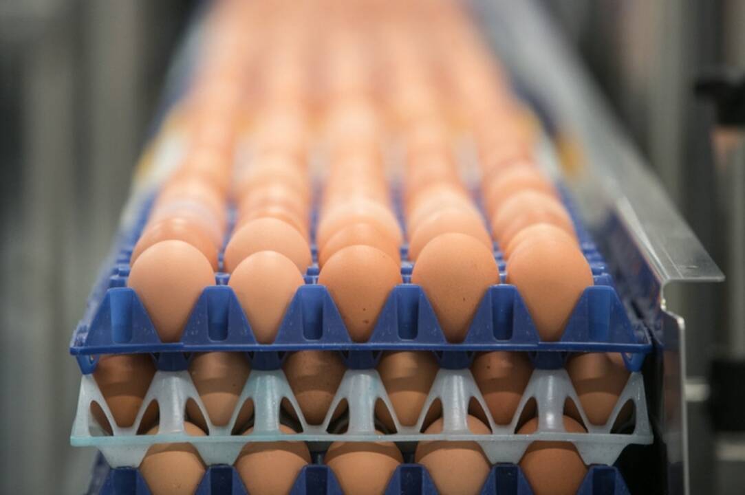 Aptikus salmonelės bakterijų, VMVT stabdo įmonės „Vievio paukščiai“ vištų kiaušinių tiekimą į rinką