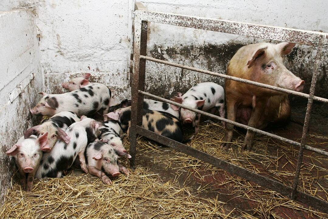 Didieji kiaulių augintojai piktinasi: mūsų problemos nėra sprendžiamos