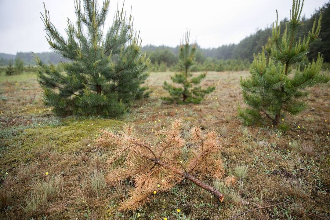 Žuromskas pasiūlė, ką galima padaryti su laisva valstybine žeme