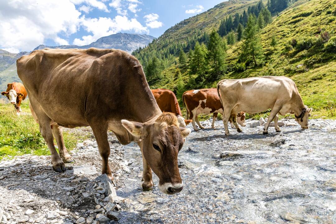 Austrijos Alpėse žuvo karvių sutryptas žygeivis
