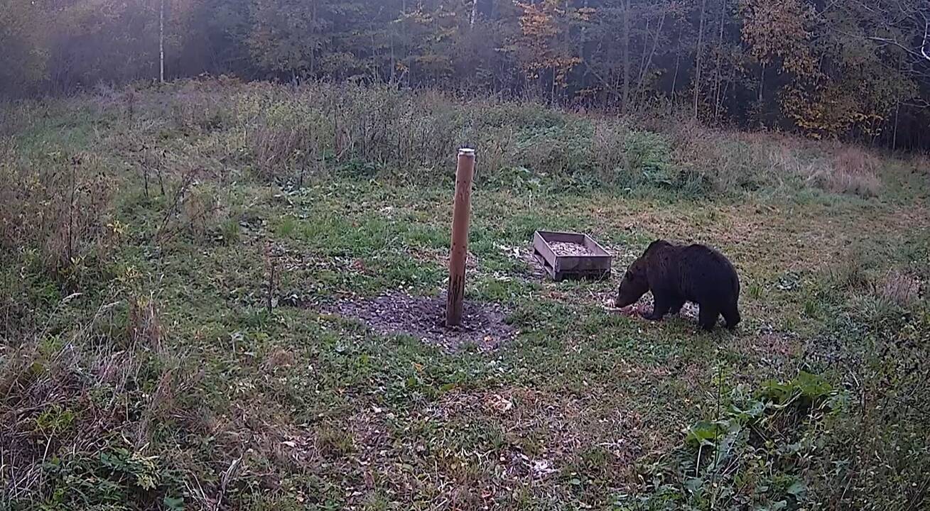 Ūkininkams bus atlyginta rudųjų lokių ir lūšių padaryta žala