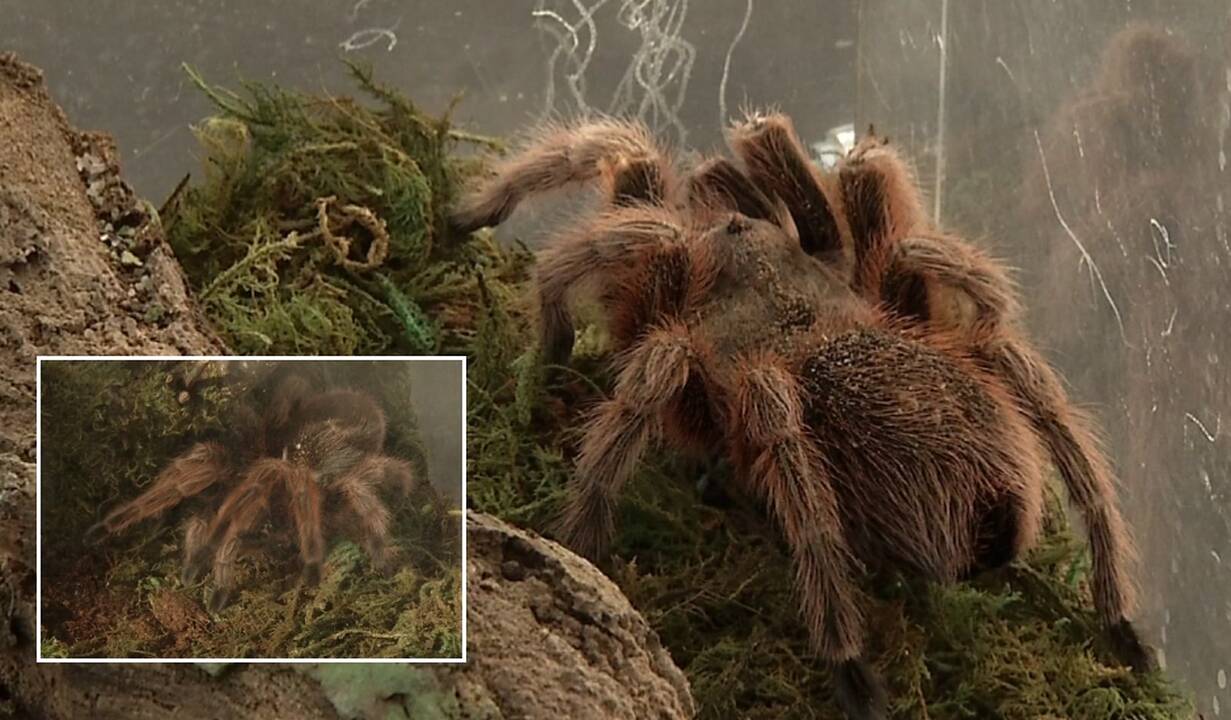 Arachnofobija – ne kliūtis: 50 tarantulų auginantis lietuvis atskleidė, kodėl jie tobuli augintiniai