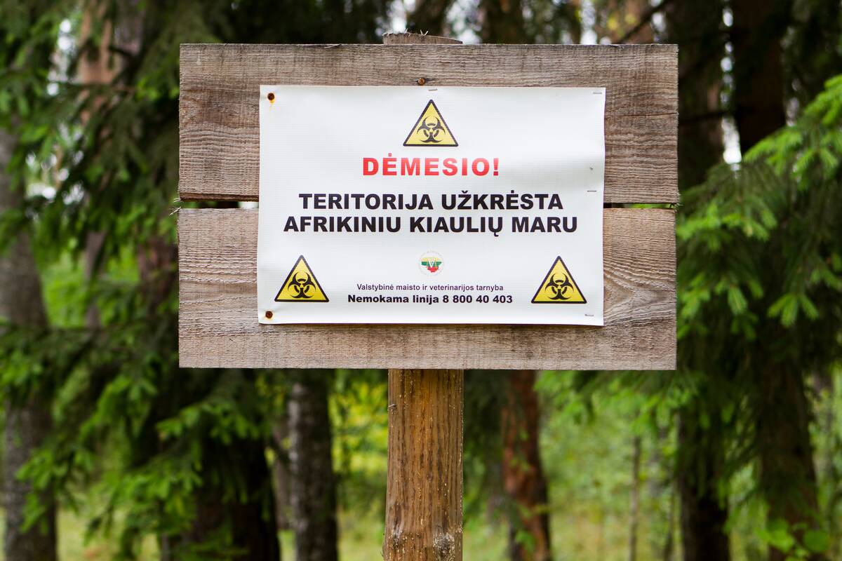 Dėl kiaulių maro – milijoniniai nuostoliai