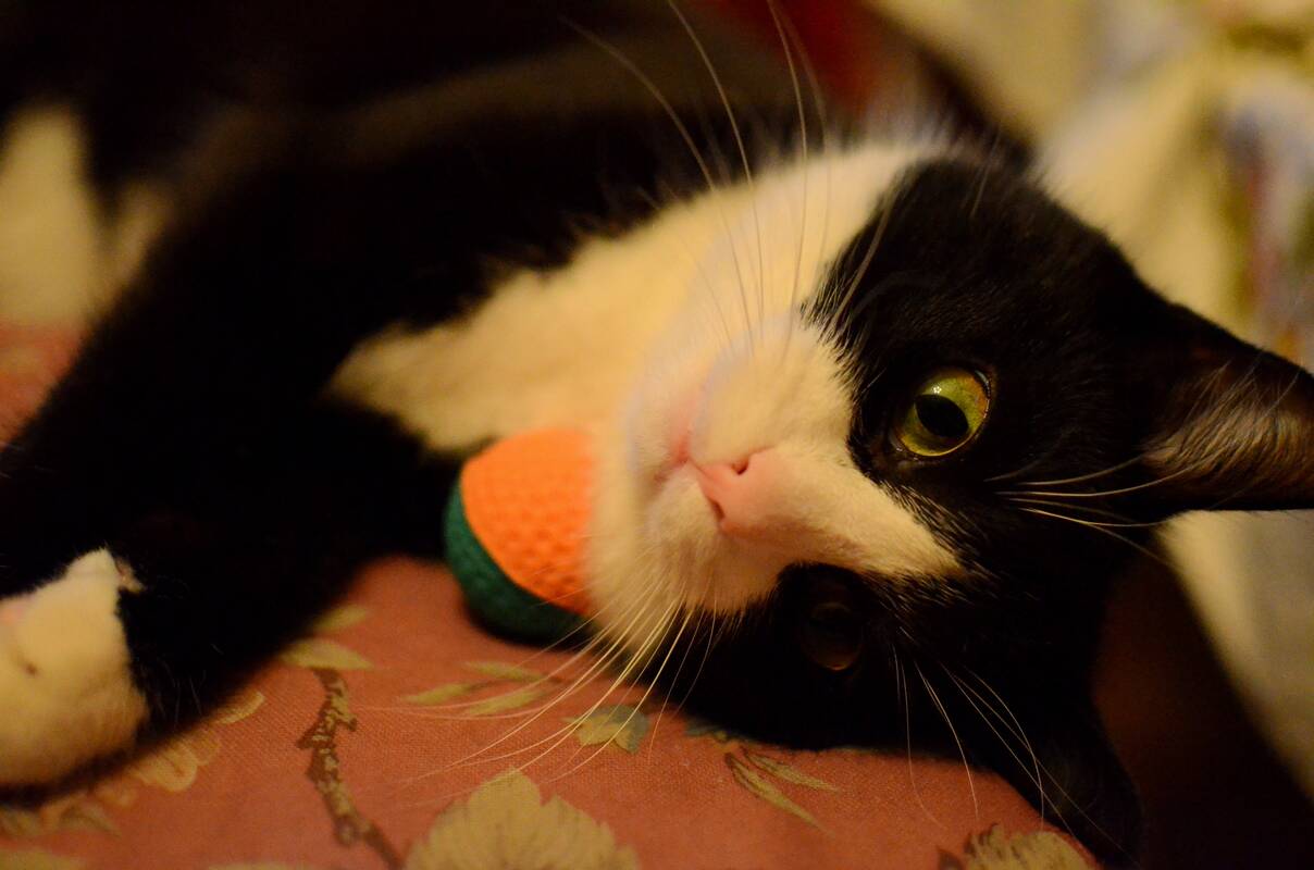 Amžius: Katulis į Baleckių šeimą atvyko būdamas vos mėnesio ir jau sulaukė 16 metų. Jo garbų amžių išduoda tik tai, kad jis pastaruoju metu pradėjo ilgiau miegoti.