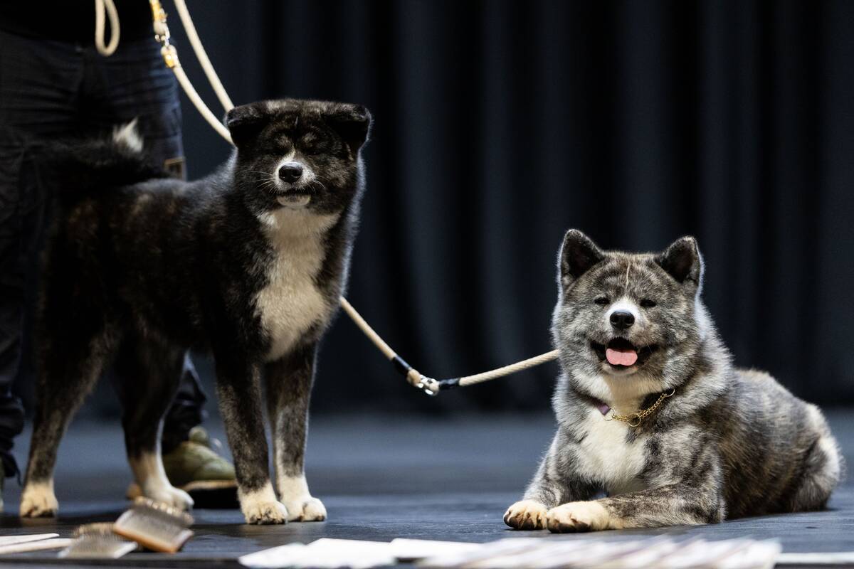 Japoniškų šunų veislių pristatymas Palangoje