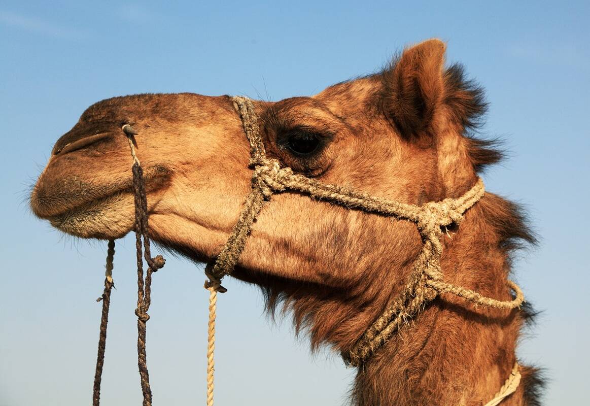 Ukrainiečių kariai fronte išgelbėjo kupranugarį