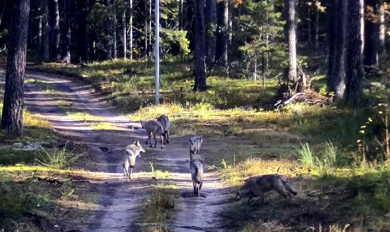 Iš Baltarusijos į Lietuvą atklydo vilkų gauja