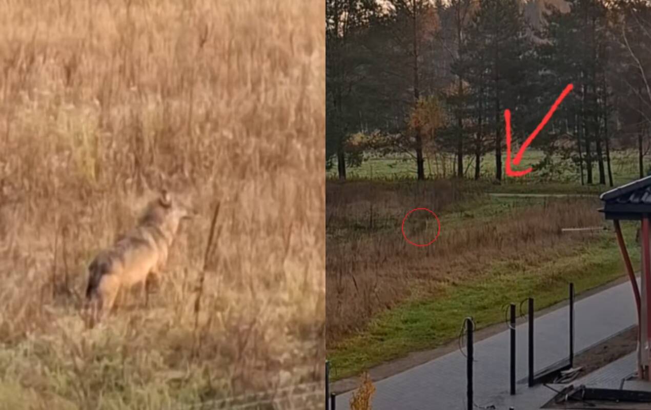 Vaizdas pro langus: klaidžiojo du vilkai