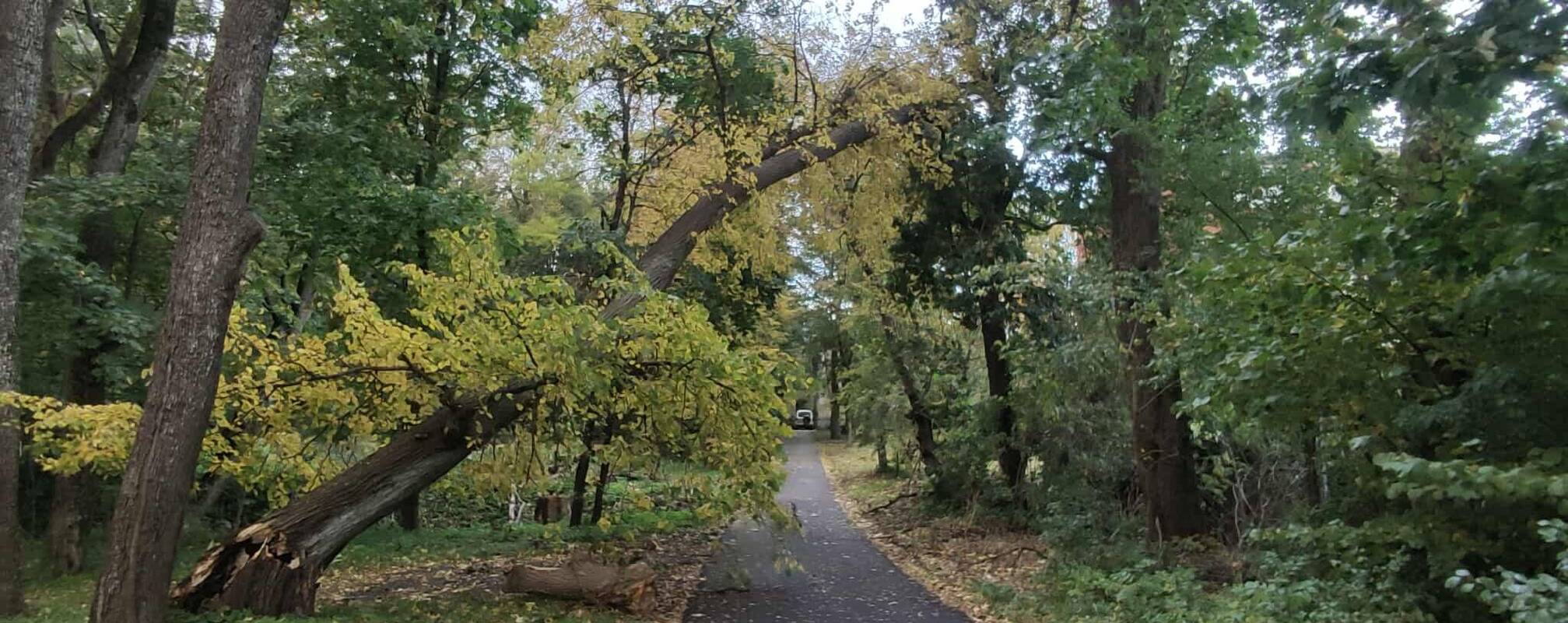 Maršrutai: dėl nuvirtusio medžio niekas nenukentėjo, tačiau pėstieji turės rinktis kitą taką.
