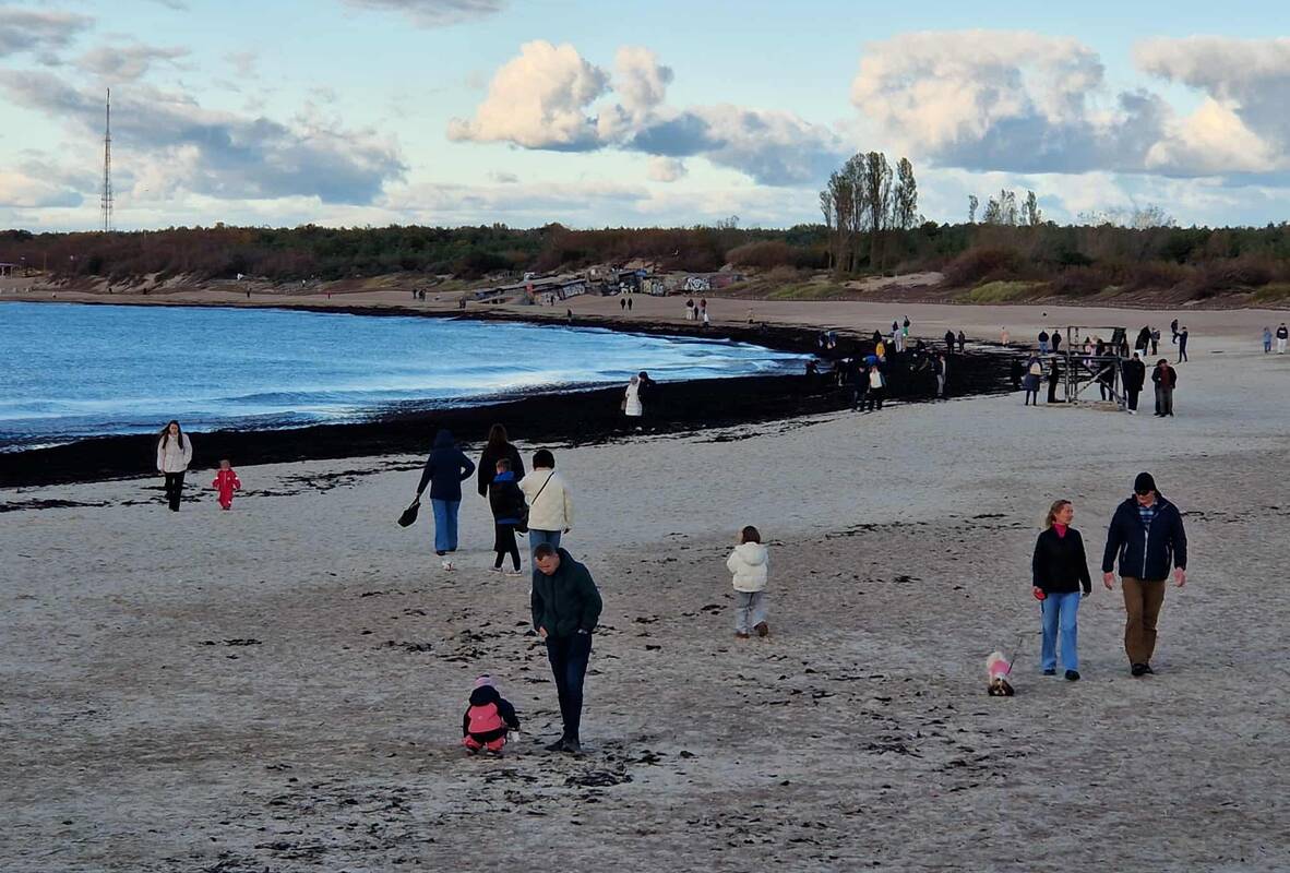 Reginys: pajūrio ruožas arčiau šiaurinio molo, pastarosiomis dienomis nuklotas juodais jūros augalais, vilioja gintarų ieškotojus.