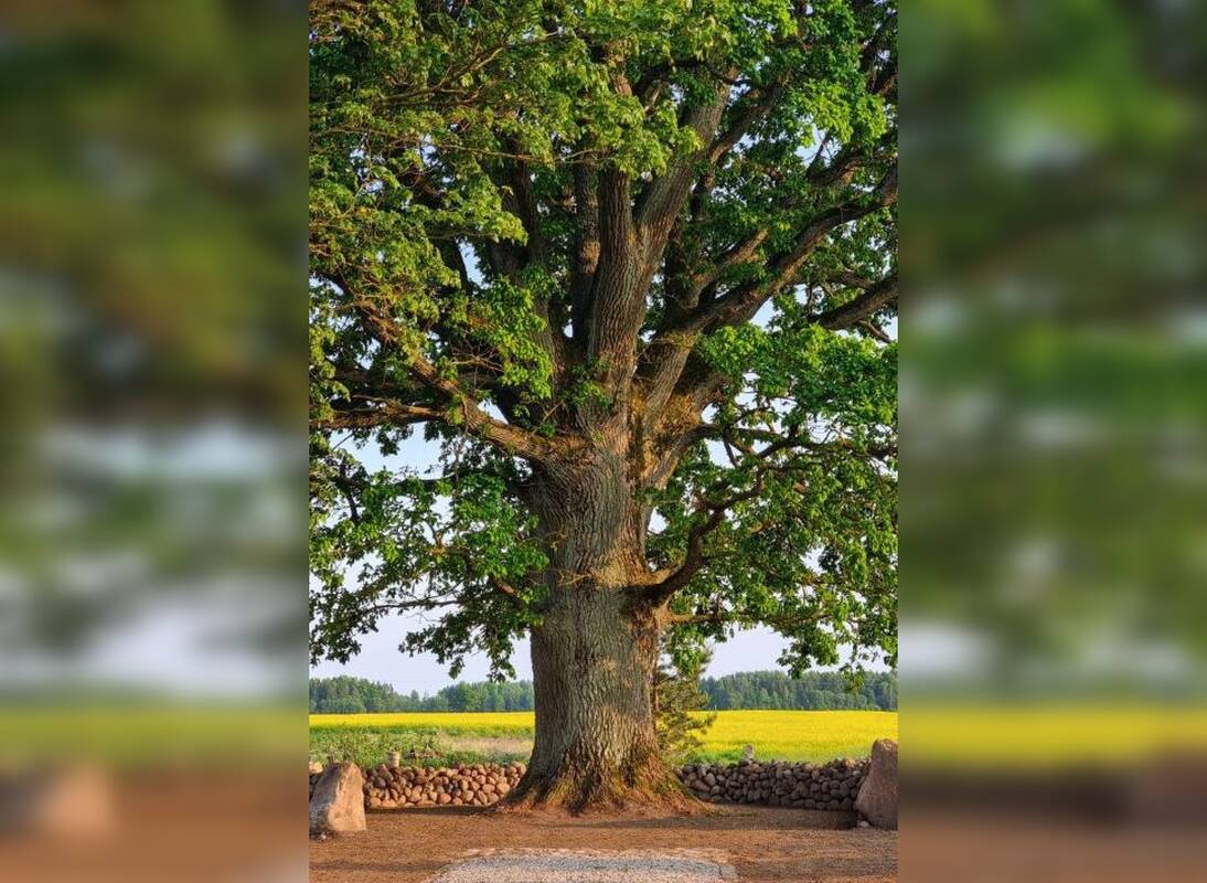 Išrinktas Lietuvos metų medis