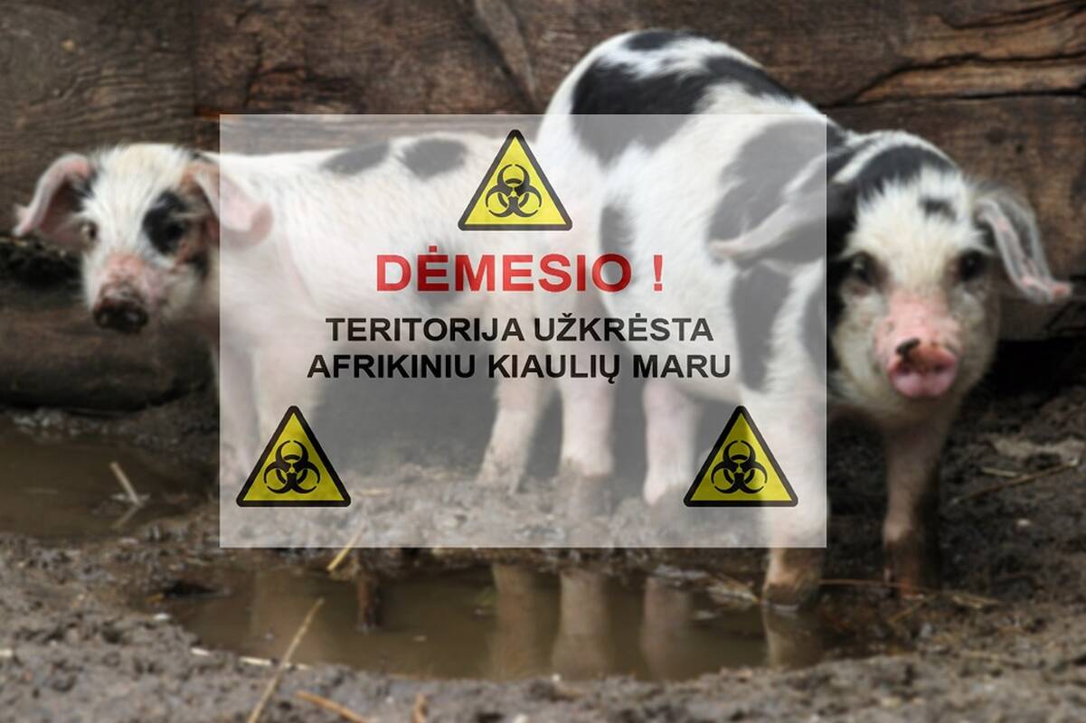 19 tūkst. kiaulių fermoje – afrikinio kiaulių maro protrūkis