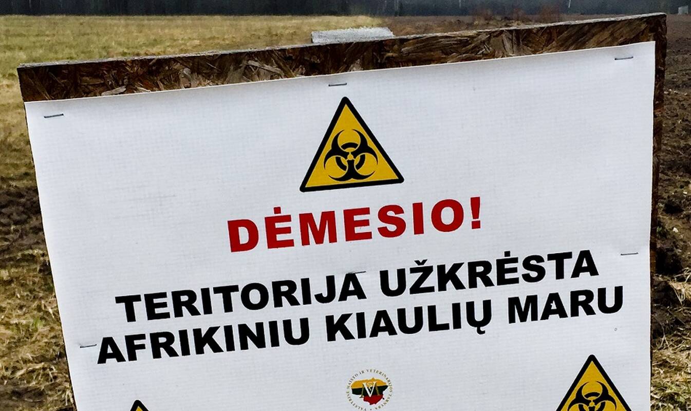 VMVT: patvirtintas septintas afrikinio kiaulių maro protrūkis