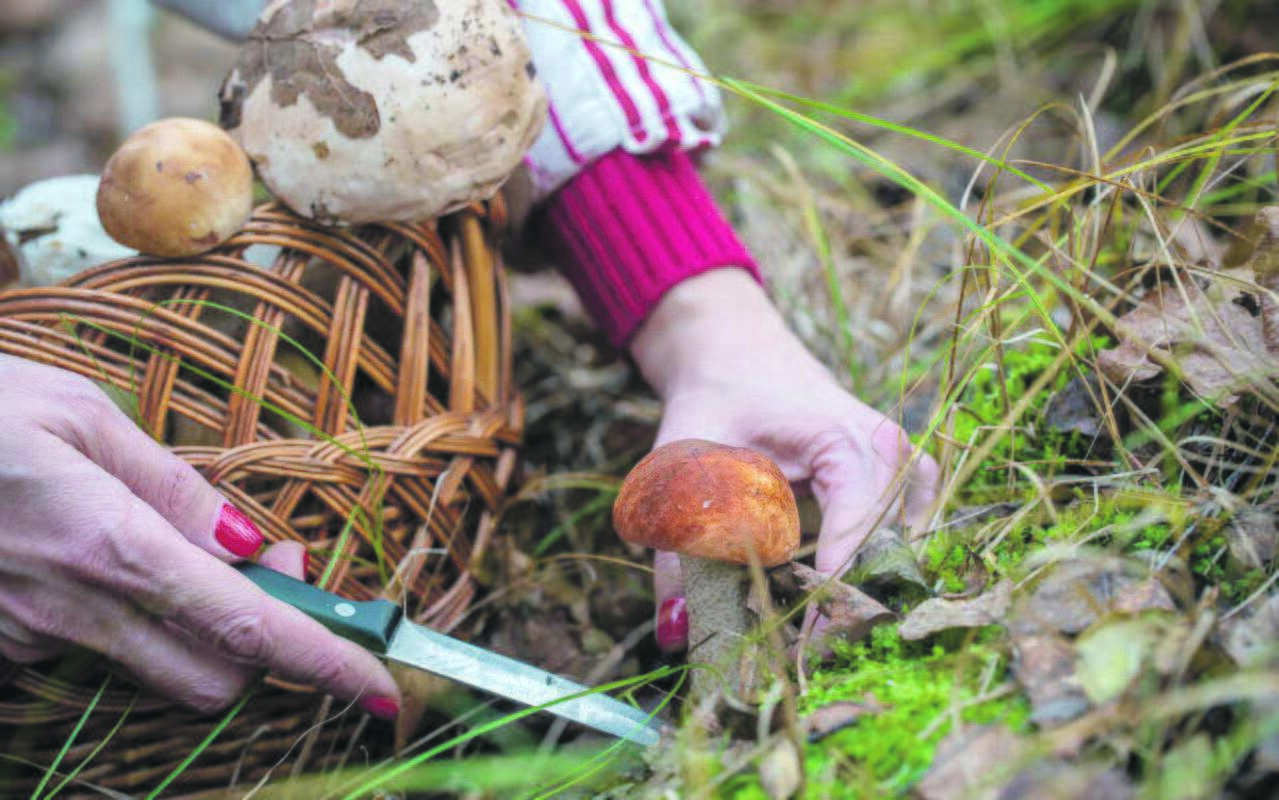 Kokių grybų dar galima rasti?