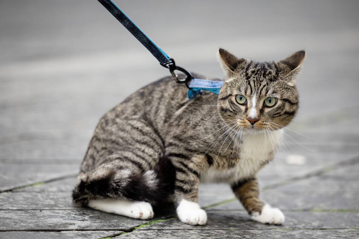 Kauniečių diena (2025-10-29)