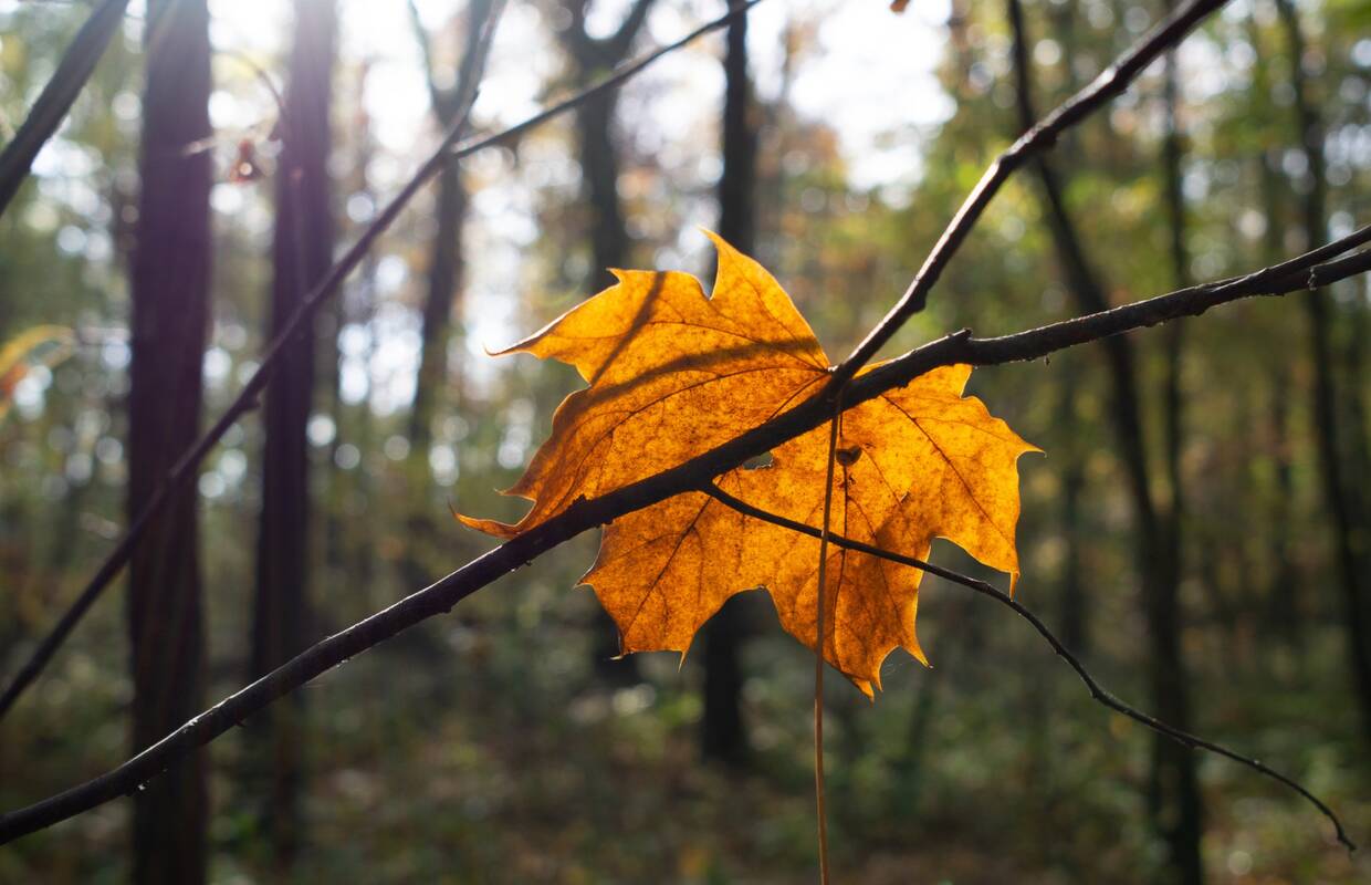 Astrologinė prognozė lapkričio 17–23 d.