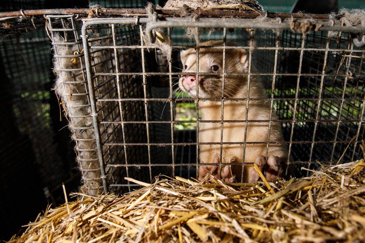 Seimas galutinai apsispręs, ar paskolų negrąžinusiems žvėrelių ūkiams mokėti kompensacijas
