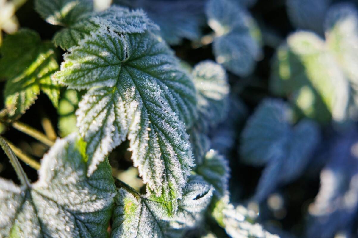 Vyriausybė spręs dėl didesnės įmokų kompensacijos už apdraustus pasėlius
