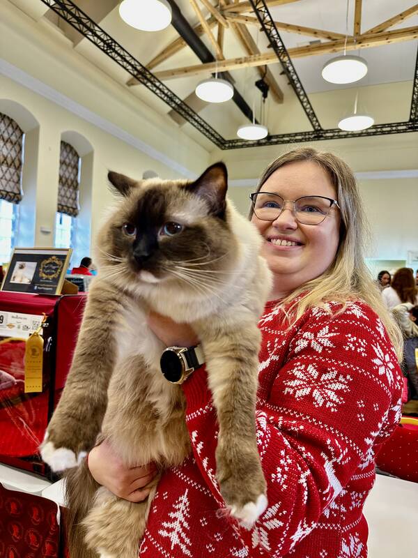 Medžiotojas: ragdolų veislės Kleckas namuose mėgsta pagainioti peles – šeimininkei parneša grobį.