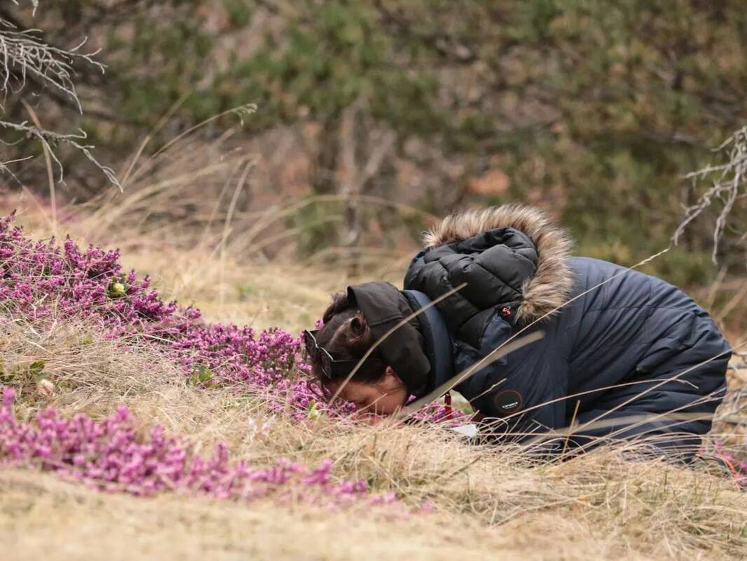 Ypatumas: skirtingai nei paprastas pasivaikščiojimas, ši veikla kviečia sulėtinti žingsnį ir dėmesį sutelkti į penkis pojūčius – girdimus garsus, užuodžiamus kvapus, regimus vaizdus, prisilietimus ir net skonį.