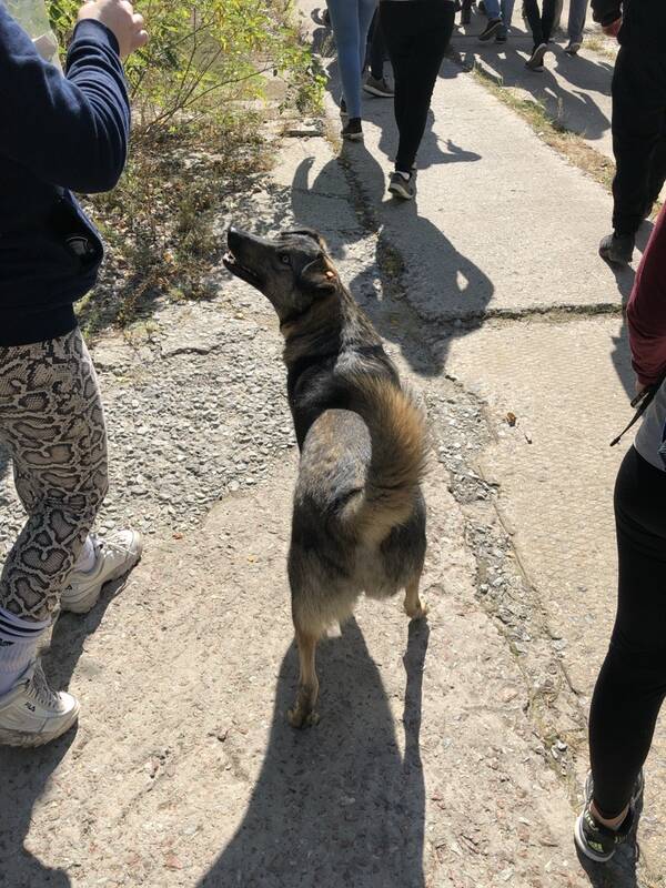 Taisyklė: prieš karą Černobylį lankydavo gausus būrys turistų, tačiau jiems buvo nurodyta neglostyti vietinių šunų.