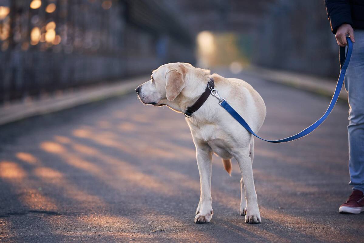 Lemiamas pokytis: žmonėms su negalia kompensuos šunų pagalbininkų parengimą