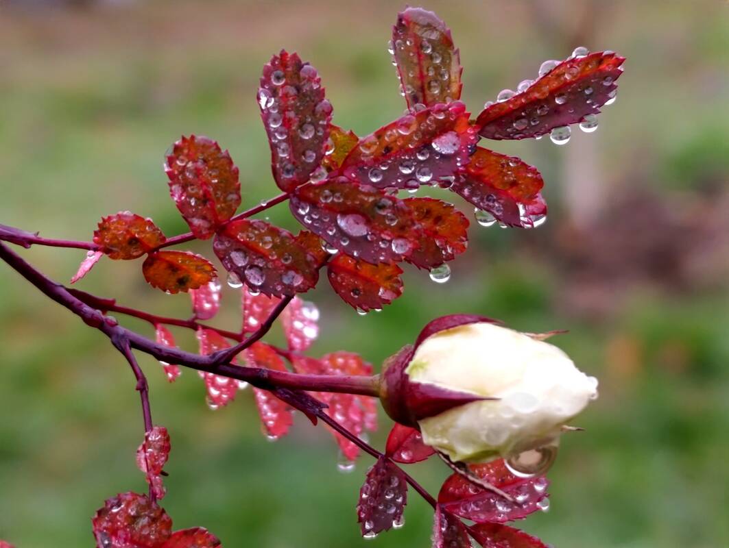 Sinoptikė įvardijo, kada atvės